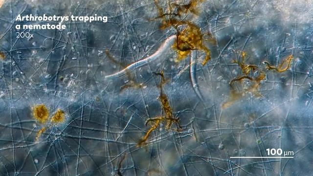 The Fungus That Traps And Kills Nematodes