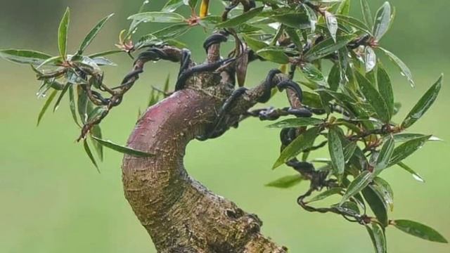 Bonsai Ficus California || Ficus Neriifolia Bonsai