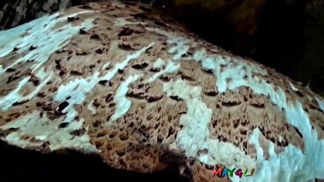 Грибы в Мае Трутовик Чешуйчатый и Кошки смотреть онлайн