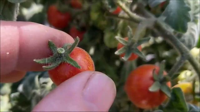 Tomate Fuzzy Wuzzy - Micro Dwarf