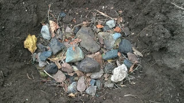 Осенняя посадка пиона. Полная инструкция правильной посадки пиона смотреть онлайн