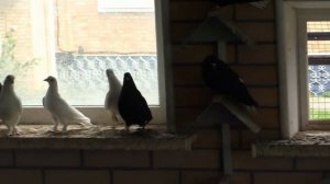 Харлашин В.И. о старопородных голубях и голубеводстве в целом .. ЧАСТЬ 3-Я .