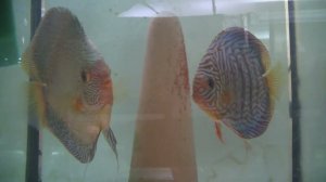 Нерест рабочих пар Дискусов. Икра, личинка и мальки