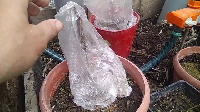 Пассифлора и инжир: что стало с черенками через две недели смотреть онлайн