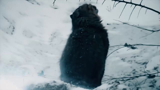 Вы не поверите, что сделал кот после того как его бросил владелец смотреть онлайн