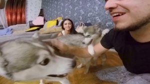 ОСТОРОЖНО! СУПЕР МИЛО! хаски, щенок и папа маламут встречают хозяев! тест на психику, не заплачь