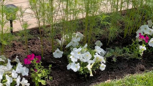 Planting Creeping Phlox & Growth of Cosmos and Tree Lilies #garden #gardening #flowers смотреть онлайн
