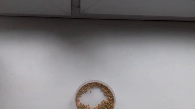 Удобрение для растений.Осмокот. Всего две гранулы и цветы отблагодарят пышным цветением . смотреть онлайн