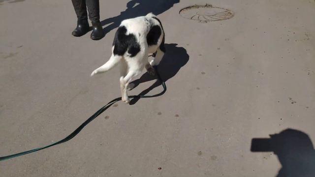 Гучик ищет дом. Идёт ко мне) Кожуховский приют. Москва смотреть онлайн