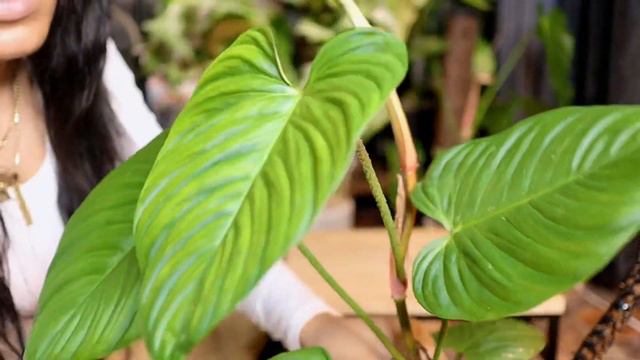 DIY PON MIX • SEMI-HYDRO/DRAINLESS POT • MOSS POLE ALTERNATIVE смотреть онлайн