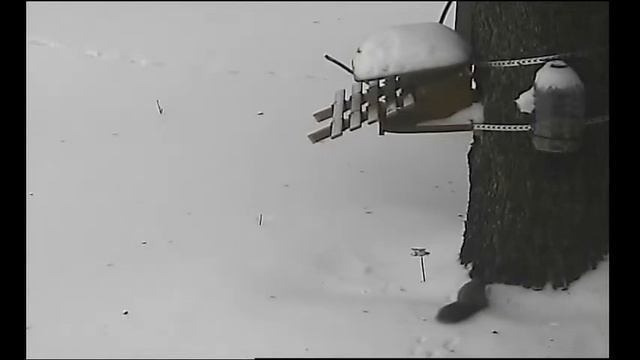 Белка на даче зимой смотреть онлайн