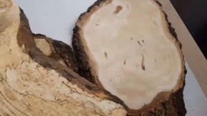 Сувель берёзы со шпальтом