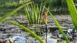 Ловля карася в болоте на поплавок! Зрелищные поклевки крупным планом.