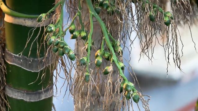 My Photography ...
Check - Canon 1300D. ?
Good Morning... " Areca Nut / Catechu " смотреть онлайн