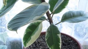 ФИКУС: ПРИЩИПКА , ФОРМИРОВКА . ПРОФИЛАКТИКА КРИВОГО СТВОЛА.