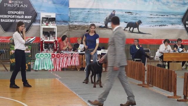 10.04.16 Новосибирск, доберманы, сука юниор, эксперт Rade Dakic (Сербия) смотреть онлайн