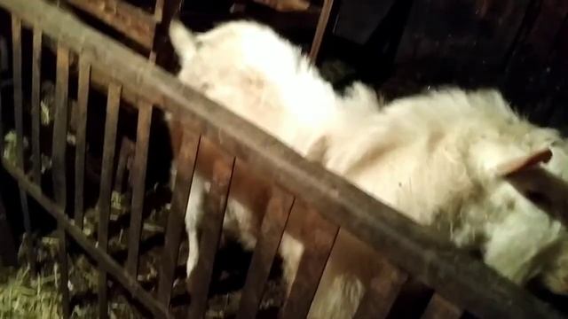 Чем воняет мясо козла? смотреть онлайн