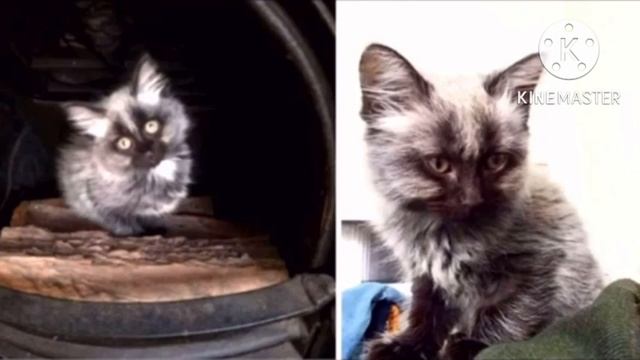 Кошка родила седого котёнка-«оборотня», и убежала с перепугу. Но спустя полгода питомец изменился смотреть онлайн