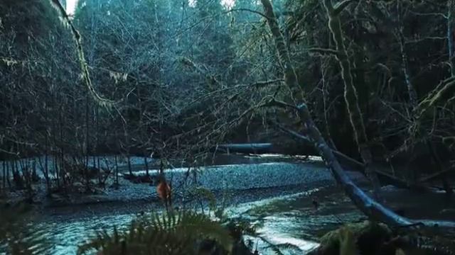 Автор Иван Бунин смотреть онлайн