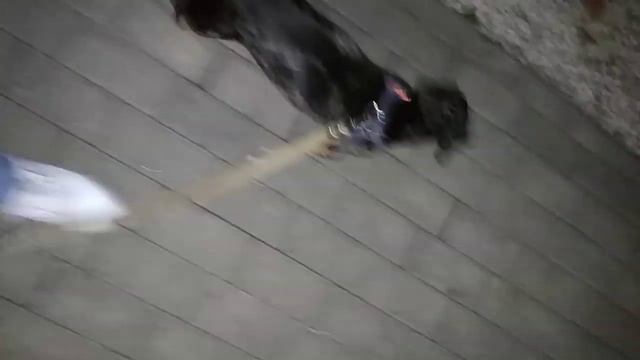 Такса вампиреныш) Бетти сосиска. Мраморная такса. смотреть онлайн