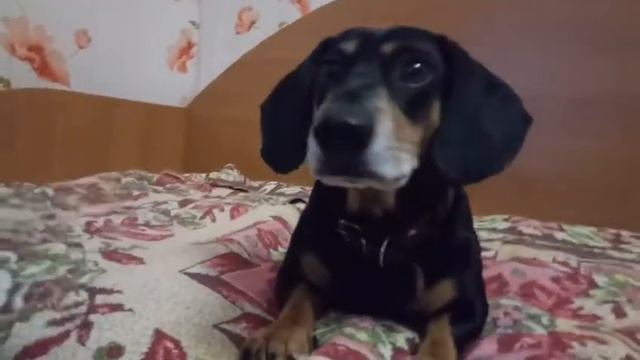 Распостроненные болезни собак||1 часть|| Oskar the Dachshnd||2019| смотреть онлайн