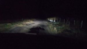 LED лампы Н7 на Рено Логан 2