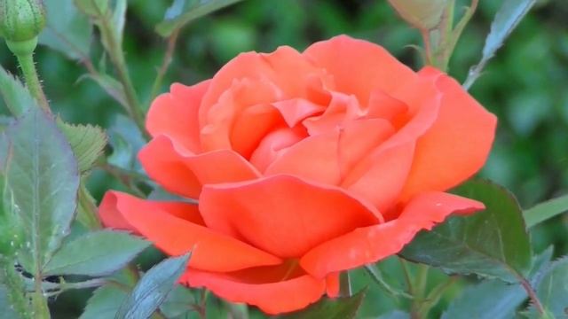 Роскошное поздравление С Днем рождения девочке, девушке, женщине! Очень красиво! Стихи смотреть онлайн