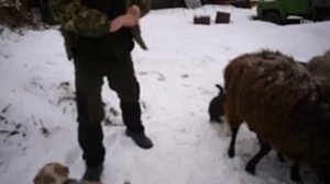 Барашки. Сколько их? Немного но есть.