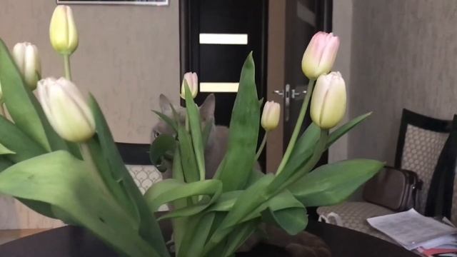 КОТ И БУКЕТ смотреть онлайн