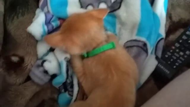Моя кошка сосёт одеяла XD смотреть онлайн