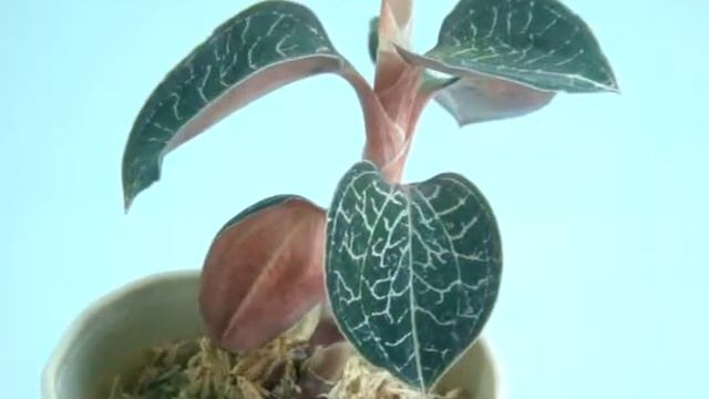 Jewel Orchid/anoectochilus Formosanus/драгоценные орхидеи