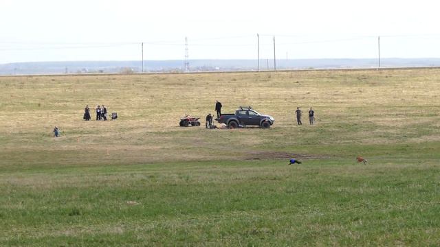 Уиппеты VALPAIN PEK AKIRA HIKAARU (К) - BLACK JACK (С). ЧРКФ Суханово - 2018. смотреть онлайн