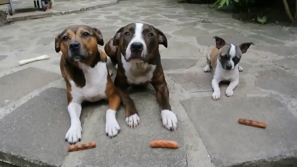 Жадная чихуахуа смотреть онлайн