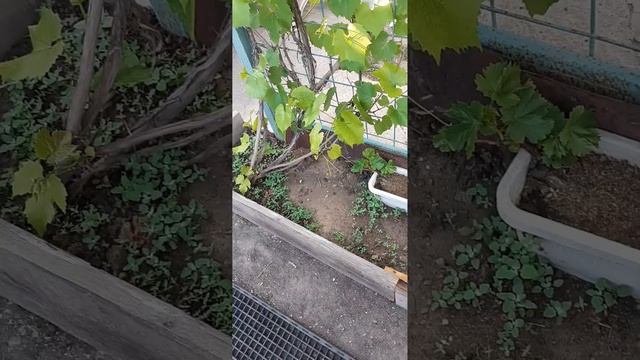 грядка смотреть онлайн