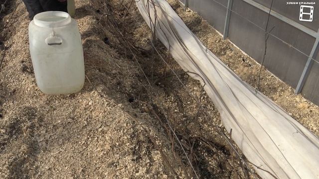 ПОДВЯЗКА ВИНОГРАДА. РАЗБОРНАЯ ШПАЛЕРА. СЕВЕРНЫЙ ВИНОГРАДНИК 6-21. ВИНОГРАД В ТЕПЛИЦЕ смотреть онлайн