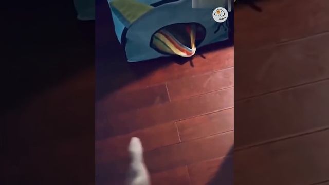 Смешное видео с животными 4. смотреть онлайн