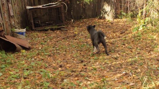 Щенок РЕЛ сука, первое знакомство(возраст 4 мес, пит-к Юрак) смотреть онлайн
