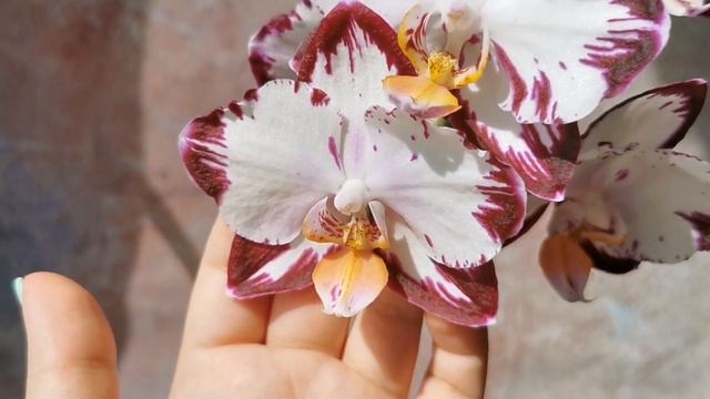 Phal. Ever Spring Prince / Легенда - азиатский фаленопсис с вариантами цветения, белая орхидея смотреть онлайн