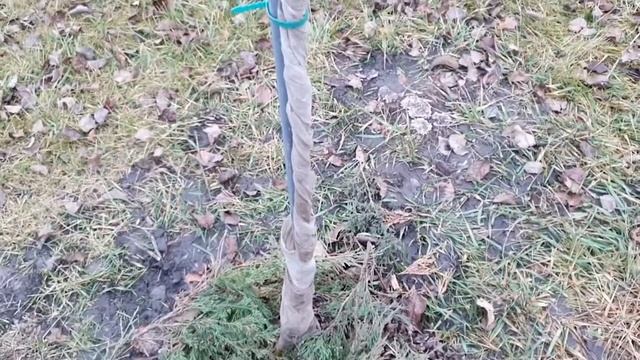 Осень.Побелка/защита молодых деревьев.Как я решаю этот вопрос для плодовых и декоративных деревьев. смотреть онлайн