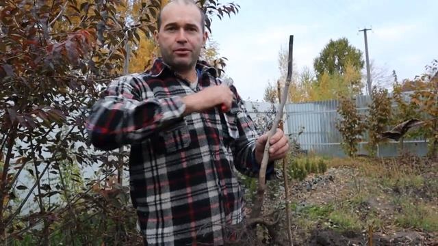 Саженцы ореха грецкого. Акция! смотреть онлайн