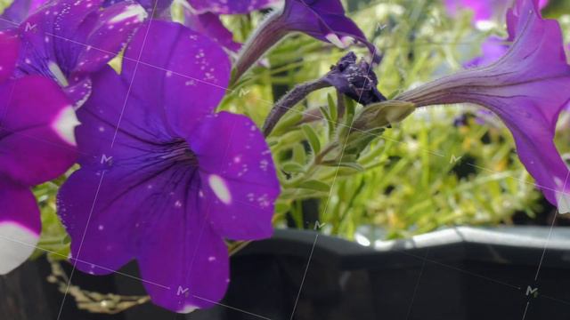 purple petunia flowers on the terrace. germany смотреть онлайн