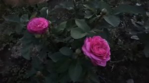 Роза Хайди Клум (Heidi Klum)