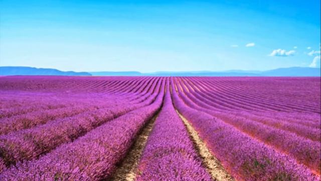 FOTOS DE FLOR LAVANDA смотреть онлайн