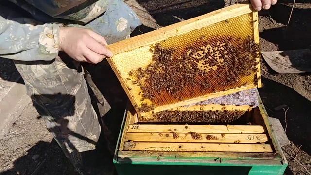 Что случилось с семьей/Осмотр семьи/Пчеловодство для начинающих смотреть онлайн