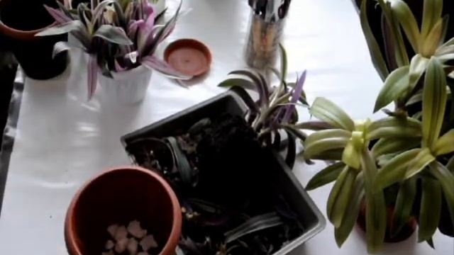 Будни цветовода: пересадка рео и юкки, обрезка каланхоэ! смотреть онлайн