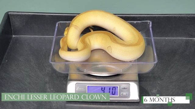 Enchi Lesser Leopard Clown Ball Python Baby to Sub-Adult Size Growth- Growth Progression Series смотреть онлайн
