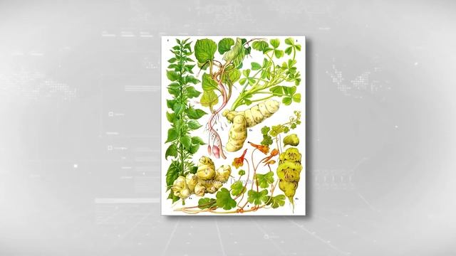 Тверские специалисты рассказали, как можно эффективно бороться с борщевиком смотреть онлайн