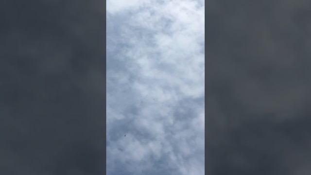 pigeons смотреть онлайн