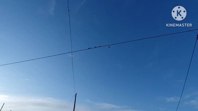 Брачный сезон у Обыкновенных гоголей (вид птиц). Поездка в деревню Лижма. Скворцы. смотреть онлайн