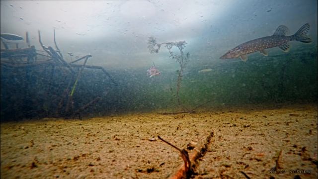 БОЛЬШАЯ ЩУКА НА ЖИВЦА! АТАКА ЩУКИ! Зимняя рыбалка на жерлицы Подводная съемка смотреть онлайн